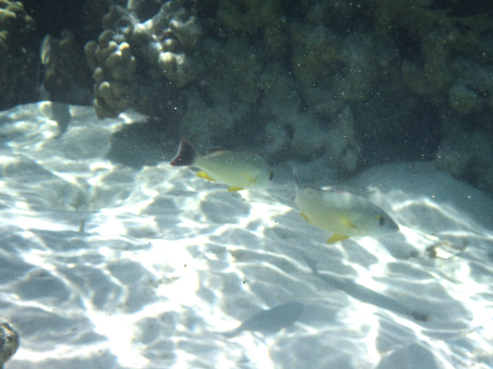 IMGP1160.jpg Sous l eau - Maupiti - Copyright : See Otherwise 2012 - 2025