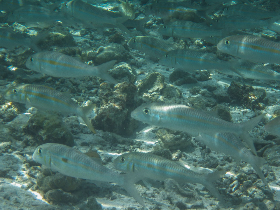 IMGP1167.jpg Sous l eau - Maupiti - Copyright : See Otherwise 2012 - 2025