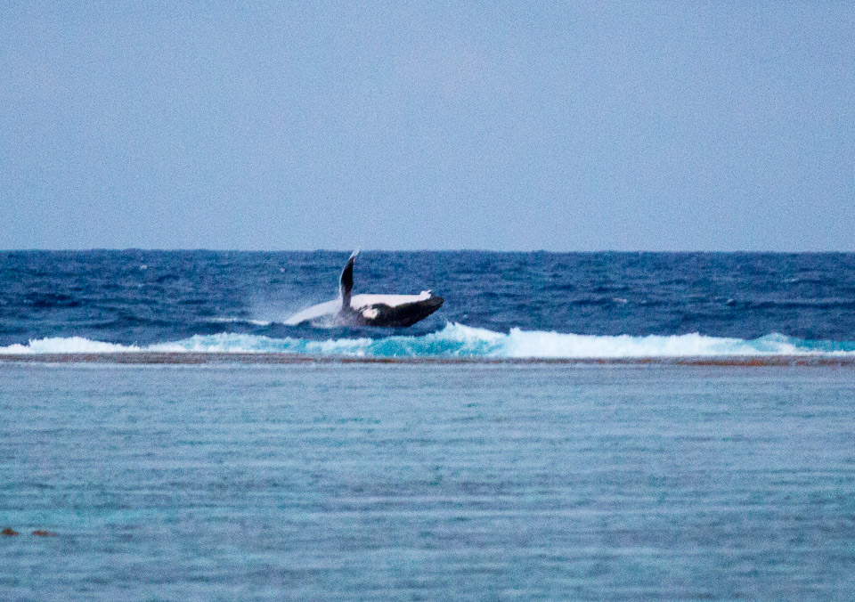 3L9A7771.jpg Sous l eau - Maupiti - Copyright : See Otherwise 2012 - 2025