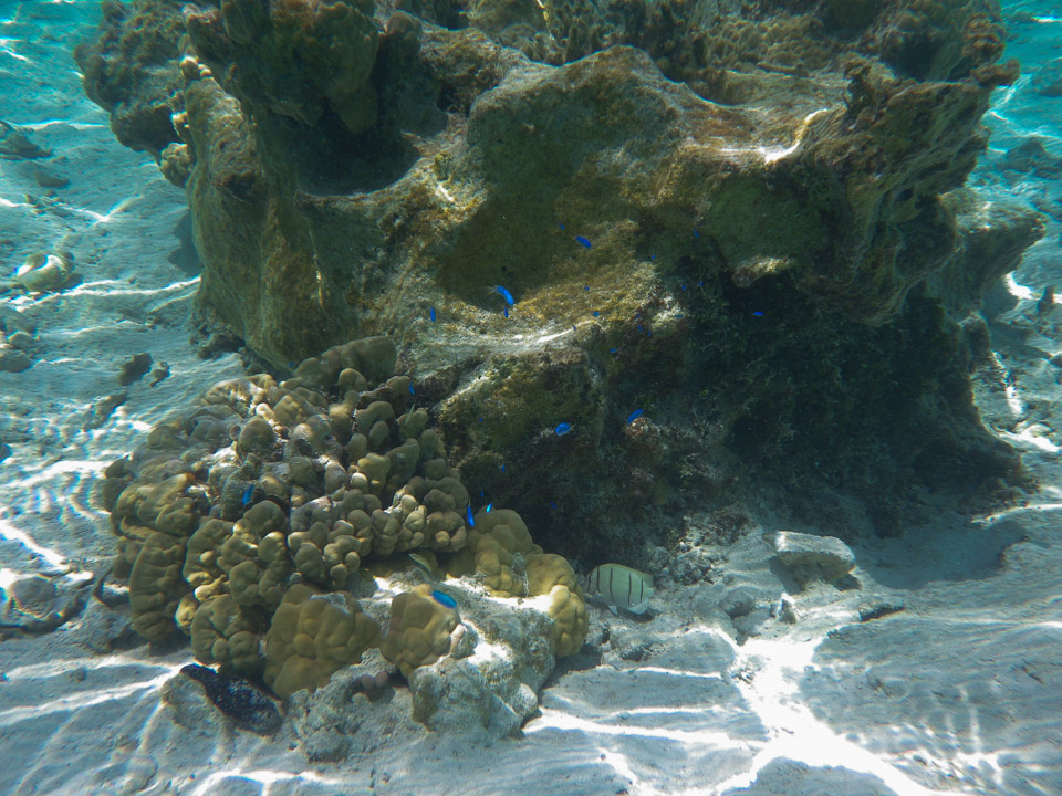 IMGP0692.jpg Sous l eau - Maupiti - Copyright : See Otherwise 2012 - 2025