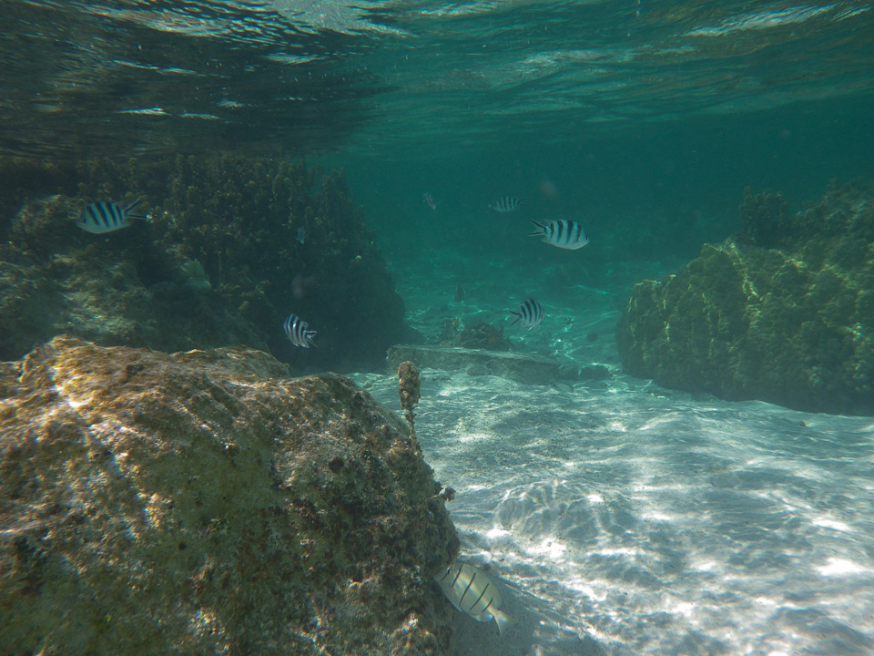 IMGP0974.jpg Sous l eau - Maupiti - Copyright : See Otherwise 2012 - 2025