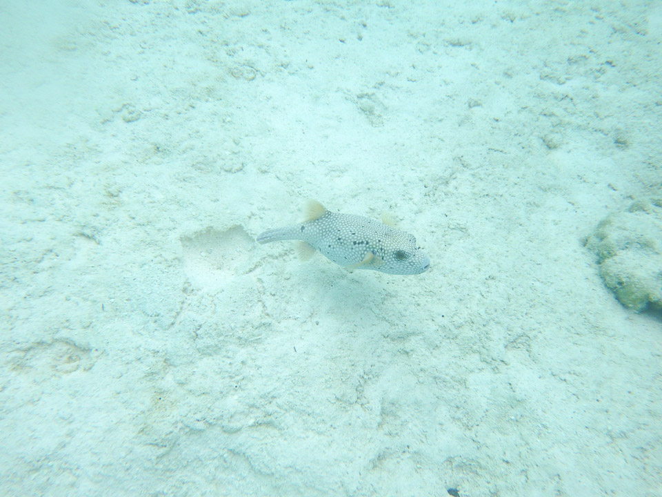 IMGP1016.jpg Sous l eau - Maupiti - Copyright : See Otherwise 2012 - 2025