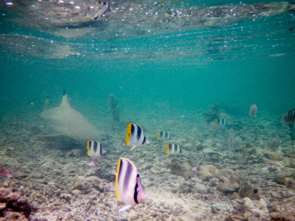 IMGP1062.jpg Sous l eau - Maupiti - Copyright : See Otherwise 2012 - 2025