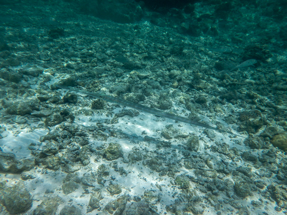 IMGP1172.jpg Sous l eau - Maupiti - Copyright : See Otherwise 2012 - 2025