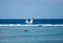 Sous l eau - Maupiti - Copyright : See Otherwise 2012 - 2023