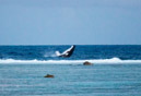 Sous l eau - Maupiti - Copyright : See Otherwise 2012 - 2023