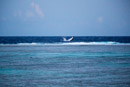 Sous l eau - Maupiti - Copyright : See Otherwise 2012 - 2026