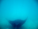 Sous l eau - Maupiti - Copyright : See Otherwise 2012 - 2025