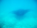 Sous l eau - Maupiti - Copyright : See Otherwise 2012 - 2026