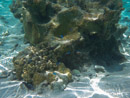 Sous l eau - Maupiti - Copyright : See Otherwise 2012 - 2026