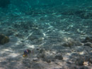 Sous l eau - Maupiti - Copyright : See Otherwise 2012 - 2025