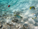 Sous l eau - Maupiti - Copyright : See Otherwise 2012 - 2026