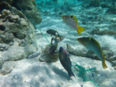 Sous l eau - Maupiti - Copyright : See Otherwise 2012 - 2023