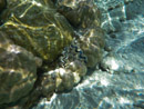 Sous l eau - Maupiti - Copyright : See Otherwise 2012 - 2023