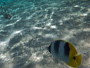Sous l eau - Maupiti - Copyright : See Otherwise 2012 - 2026