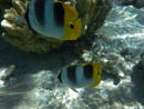 Sous l eau - Maupiti - Copyright : See Otherwise 2012 - 2023