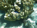 Sous l eau - Maupiti - Copyright : See Otherwise 2012 - 2023