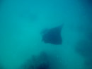 Sous l eau - Maupiti - Copyright : See Otherwise 2012 - 2023