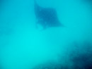 Sous l eau - Maupiti - Copyright : See Otherwise 2012 - 2025