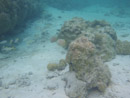 Sous l eau - Maupiti - Copyright : See Otherwise 2012 - 2023