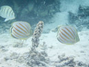 Sous l eau - Maupiti - Copyright : See Otherwise 2012 - 2025