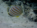 Sous l eau - Maupiti - Copyright : See Otherwise 2012 - 2023