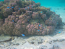 Sous l eau - Maupiti - Copyright : See Otherwise 2012 - 2026