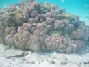Sous l eau - Maupiti - Copyright : See Otherwise 2012 - 2023