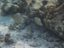 Sous l eau - Maupiti - Copyright : See Otherwise 2012 - 2025