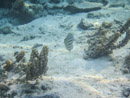 Sous l eau - Maupiti - Copyright : See Otherwise 2012 - 2023