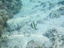 Sous l eau - Maupiti - Copyright : See Otherwise 2012 - 2025