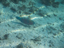 Sous l eau - Maupiti - Copyright : See Otherwise 2012 - 2023