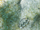 Sous l eau - Maupiti - Copyright : See Otherwise 2012 - 2023