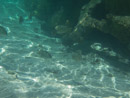 Sous l eau - Maupiti - Copyright : See Otherwise 2012 - 2025
