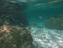 Sous l eau - Maupiti - Copyright : See Otherwise 2012 - 2025