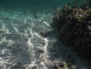 Sous l eau - Maupiti - Copyright : See Otherwise 2012 - 2025