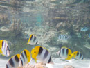 Sous l eau - Maupiti - Copyright : See Otherwise 2012 - 2025