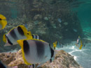 Sous l eau - Maupiti - Copyright : See Otherwise 2012 - 2025
