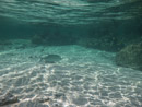 Sous l eau - Maupiti - Copyright : See Otherwise 2012 - 2026