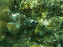 Sous l eau - Maupiti - Copyright : See Otherwise 2012 - 2025