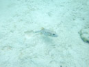 Sous l eau - Maupiti - Copyright : See Otherwise 2012 - 2023