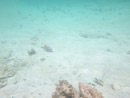 Sous l eau - Maupiti - Copyright : See Otherwise 2012 - 2025