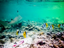 Sous l eau - Maupiti - Copyright : See Otherwise 2012 - 2025
