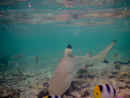 Sous l eau - Maupiti - Copyright : See Otherwise 2012 - 2025