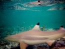 Sous l eau - Maupiti - Copyright : See Otherwise 2012 - 2026