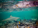 Sous l eau - Maupiti - Copyright : See Otherwise 2012 - 2025