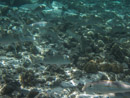 Sous l eau - Maupiti - Copyright : See Otherwise 2012 - 2026