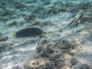 Sous l eau - Maupiti - Copyright : See Otherwise 2012 - 2025