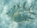 Sous l eau - Maupiti - Copyright : See Otherwise 2012 - 2023