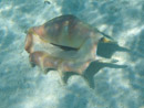 Sous l eau - Maupiti - Copyright : See Otherwise 2012 - 2023